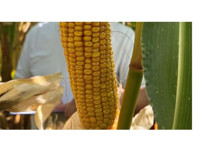 VARIANTAL-2