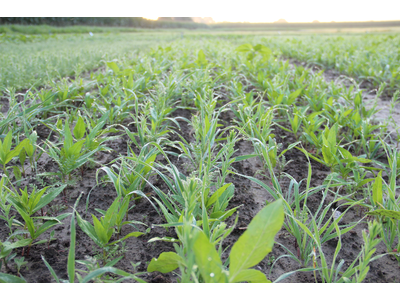 TerraLife® - AquaPro-4