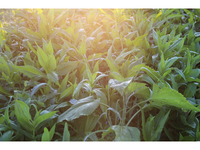 TerraLife® - AquaPro-9