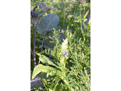 TerraLife® - BetaMaxx TR-2
