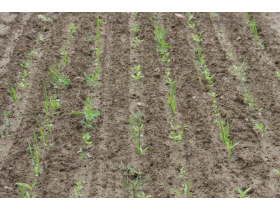 TerraLife® - BetaMaxx 50-4