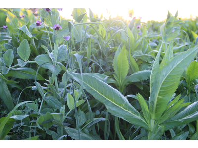 TerraLife® - BetaMaxx 50-6
