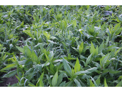 TerraLife® - BetaMaxx 50-5