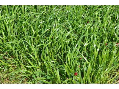 TerraLife® - Mieszanka Gorzowska-6