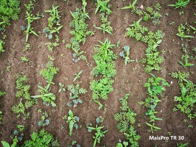 TerraLife® - MaisPro TR-3