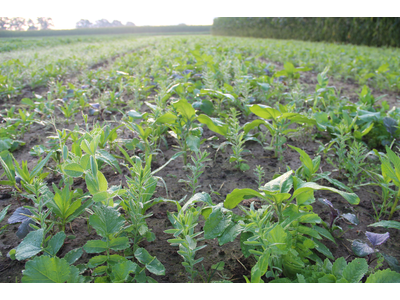 TerraLife® - MaisPro TR 50-2