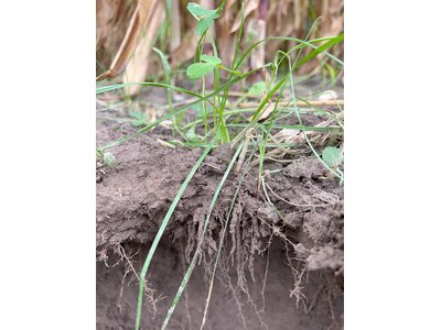 TerraLife® - SoilProtect-2