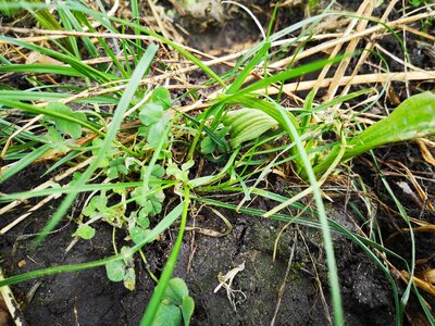 TerraLife® - SoilProtect-4