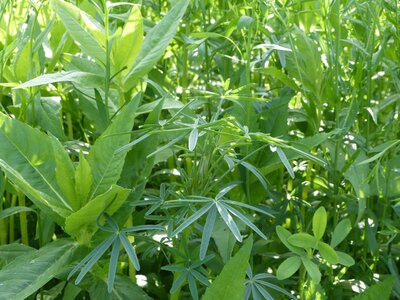 TerraLife® - SolaRigol-2