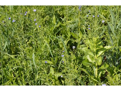 TerraLife® - SolaRigol-3