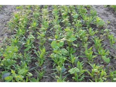 TerraLife® - VitaMaxx TR-8