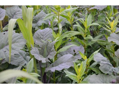 TerraLife® - WarmSeason-1