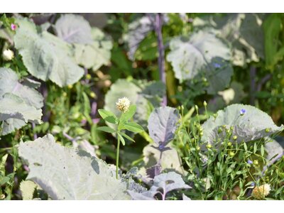 TerraLife® - WarmSeason-2