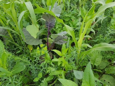 TerraLife® - WarmSeason-4