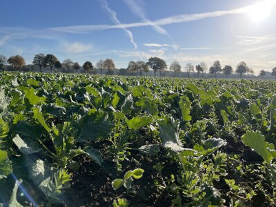 TerraLife® - BrassicaPro-7