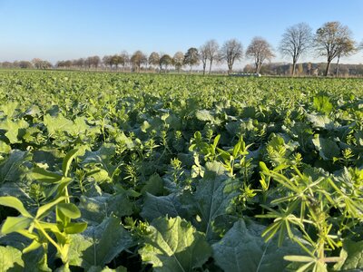 TerraLife® - BrassicaPro-3
